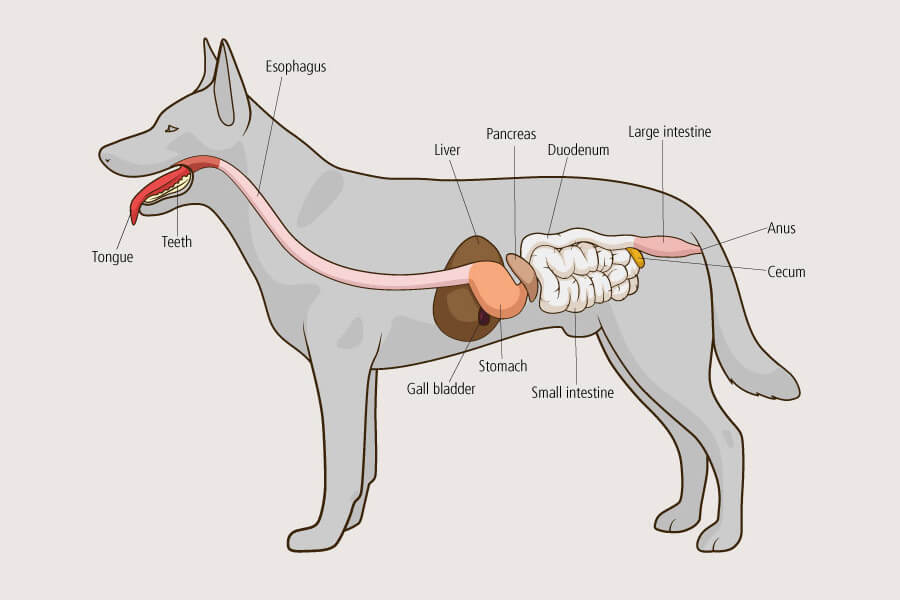 Illustration of your dog's digestive system