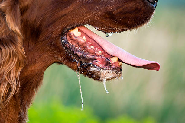 Close up shot of dark brown retriever drooling on a hot summer day