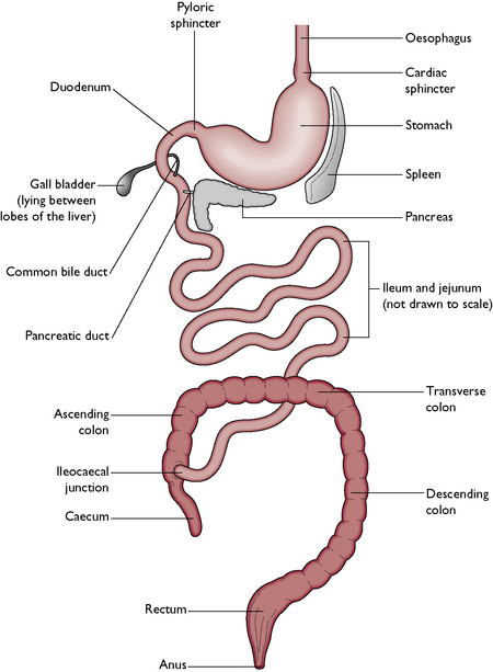 Illustration of digestive system
