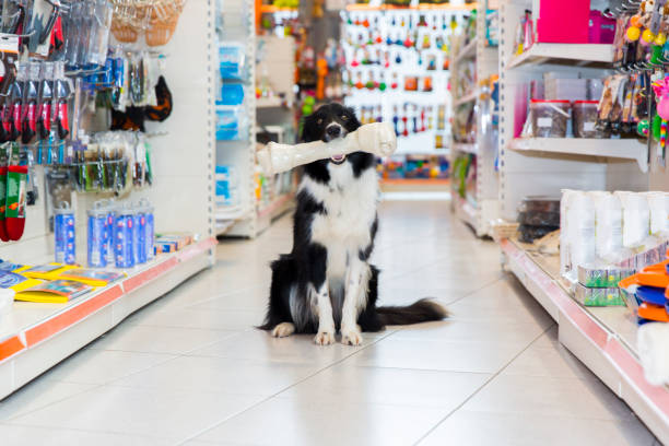 Cute Border Collie in pet store with big dog bone Cute Border Collie in pet store with big dog bone sitting in the toy aisle