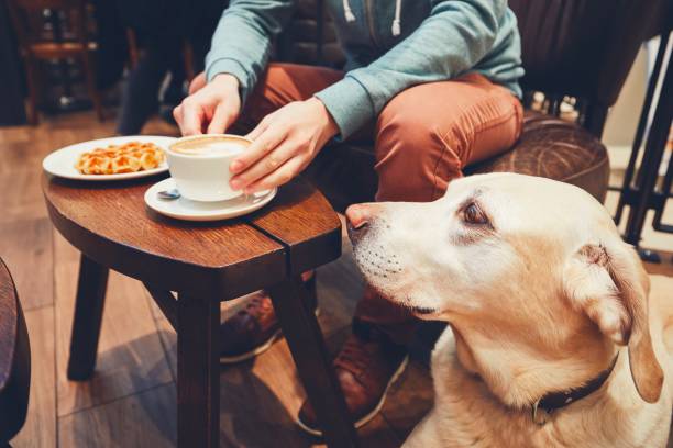 Curious dog in the cafe Young man with labrador retriever in the cafe. Curious dog looking on the table with sweet waffles of the his owner