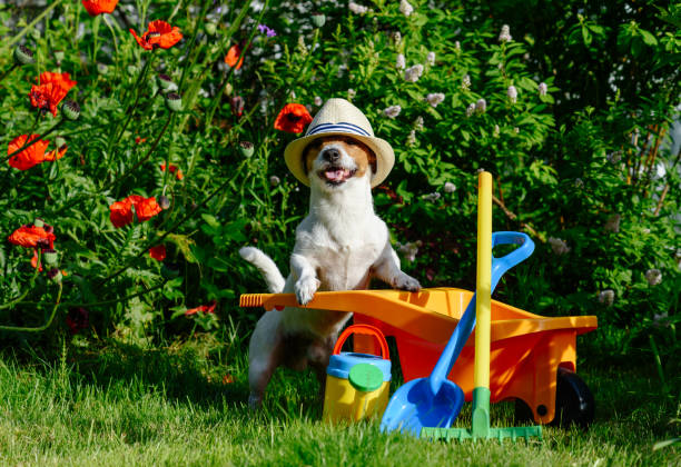Jack Russell Terrier holding tools and wheelbarrow near poppy flowers