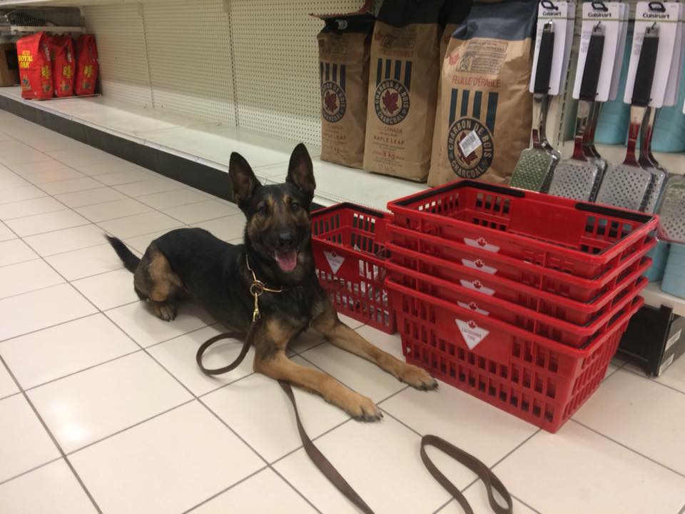 German Shepherd laying down in front of Canadian Tire baskets