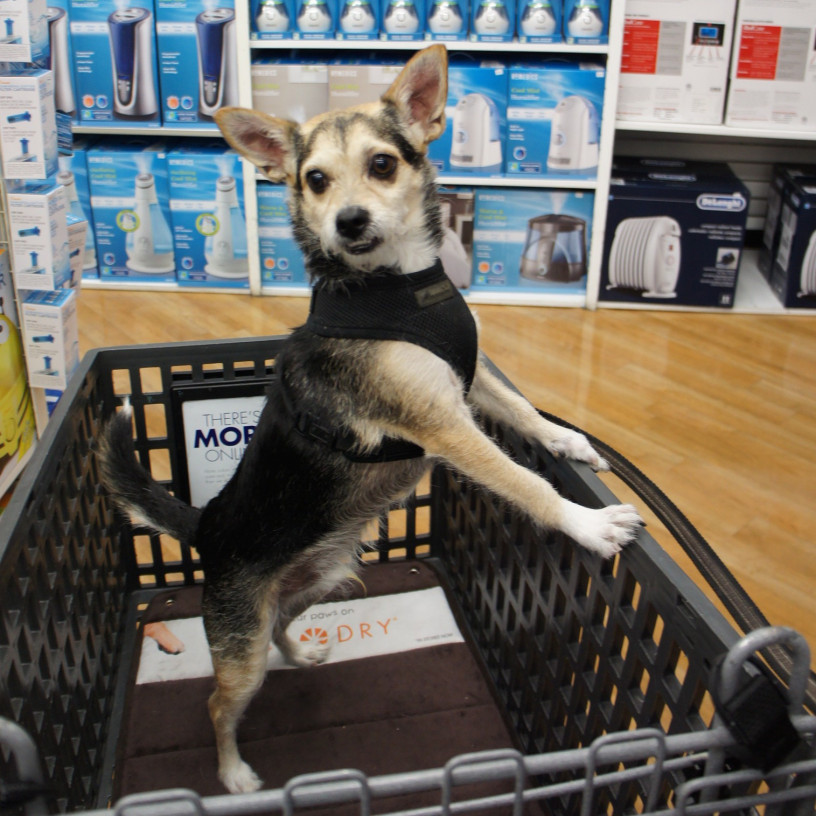 Chihuahua sitting inside Bed, Bath & Beyond shopping cart