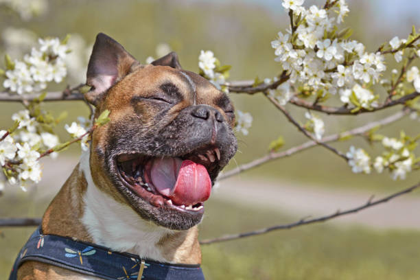 Yawning brown French Bulldog dog with mouth white open and tongue and teeth showing in front of white spring flowers blooming on apple tree outdoor dog photography allergies dog stock pictures, royalty-free photos & images