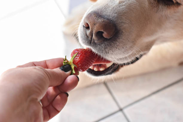 White Labrador retriever dog eating a strawberry fruit from owners hand/ Conceptual image of trust and friendship between dog and human White Labrador retriever dog eating strawberry fruit from woman hand dog strawberry stock pictures, royalty-free photos & images