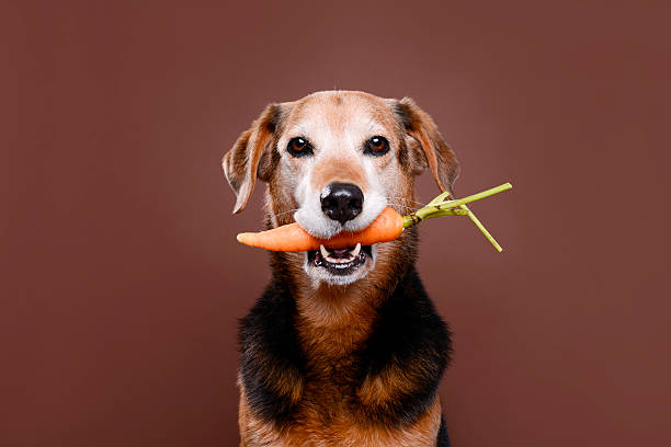 Eat vegetables Dog and carrot dog carrot  stock pictures, royalty-free photos & images