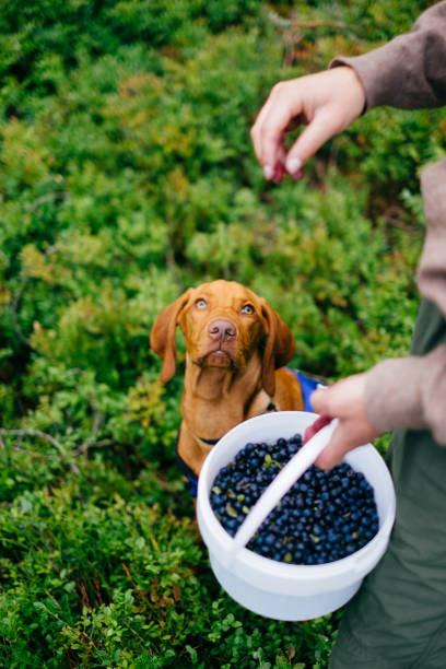 Harvesting berries with a dog in the forest Hiking with a dog to harvest fresh European blueberries, picked directly from the forest ground. Trysil, Norway. dog blueberries stock pictures, royalty-free photos & images