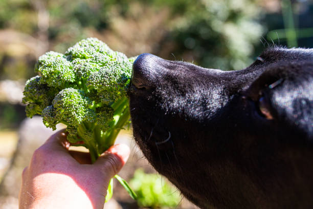 A big black dog sniffing a fresh Broccoli A close up of a black lab dog smelling a freshly picked broccoli plant based dog stock pictures, royalty-free photos & images