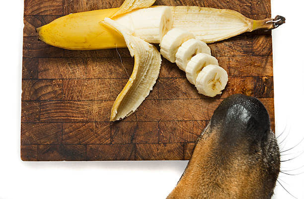 Dog and a Banana Dog nose carefully sneaks in to snatch banana slices off of a cutting board. dog banana stock pictures, royalty-free photos & images