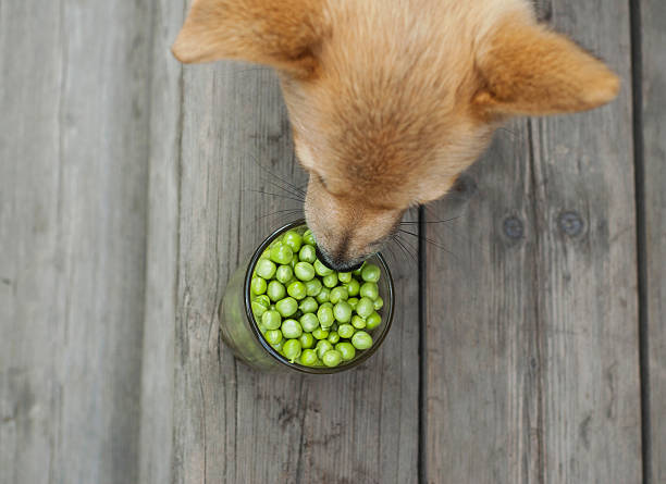 red dog red dog eating peas on wooden floor dog peas stock pictures, royalty-free photos & images