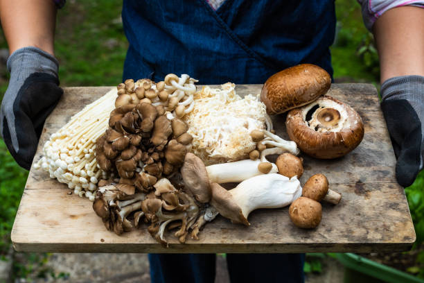 Close up various fresh picked mushrooms on wood board For the Food not lawns movement. A close up of a woman holding a wood board with lots of freshly picked types of mushrooms. mushrooms stock pictures, royalty-free photos & images