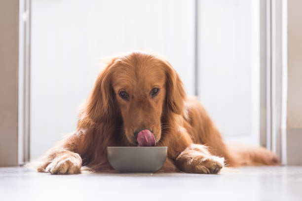 Golden Retriever and licking it's nose