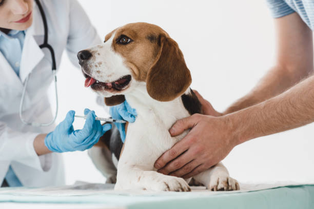 cropped image of man holding beagle while veterinarian doing injection by syringe to it cropped image of man holding beagle while veterinarian doing injection by syringe to it dog vaccine stock pictures, royalty-free photos & images