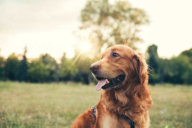 Dog in the city park Golden retriever at the park dog stock pictures, royalty-free photos & images