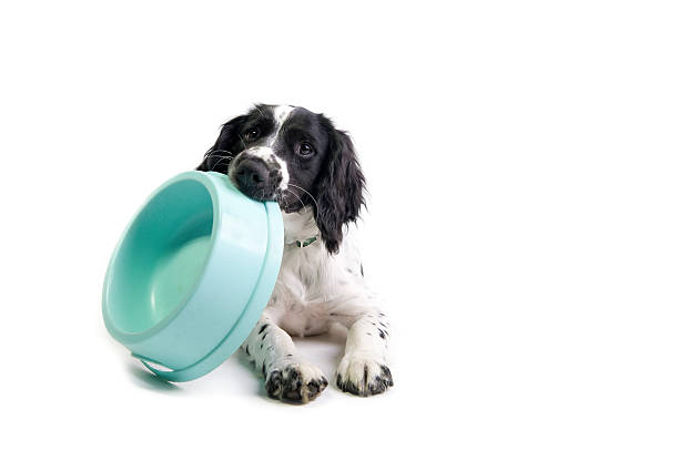 I'm hungry! spaniel puppy holding its food bowl and demanding to be fed (white background) dog eating stock pictures, royalty-free photos & images