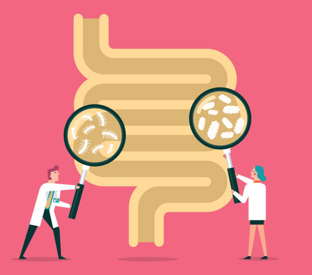 Human digestive system Human digestive system with doctor hand hold magnify glass to show probiotics stock illustration probiotics stock illustrations