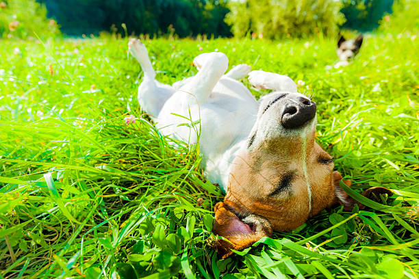 dog siesta at park jack russell dog relaxing and resting on grass meadow at the park outdoors and outside on summer vacation holidays dog sun stock pictures, royalty-free photos & images