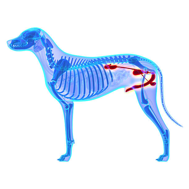 Dog Urogenital System - Canis Lupus Familiaris Anatomy - isolate Dog Urogenital System - Canis Lupus Familiaris Anatomy - isolated on white dog urinary  stock pictures, royalty-free photos & images