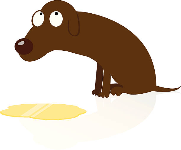 Ashamed Dog Peed 