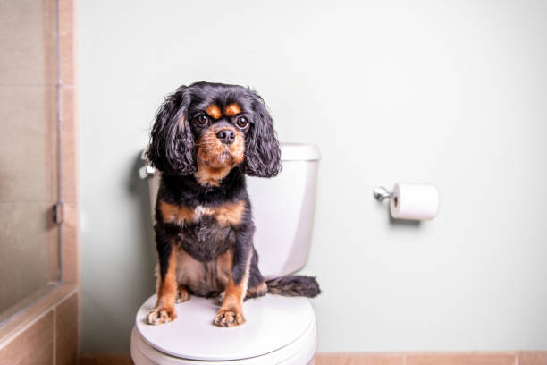 Dog on toilet. Landscapeorientation. A cute dog sits on a toilet in a nice home. dog urinary  stock pictures, royalty-free photos & images
