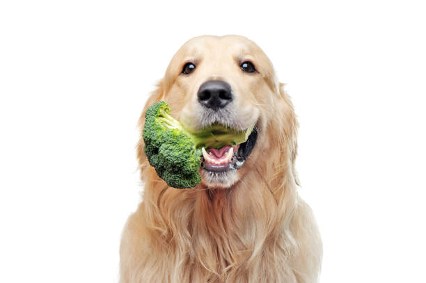 Golden retriever with broccoli in mouth Golden retriever with broccoli in mouth fresh food dog stock pictures, royalty-free photos & images