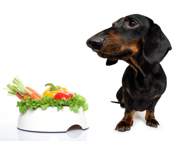 hungry sausage dachshund dog hungry dachshund sausage dog  with  healthy  vegan or vegetarian food bowl, isolated on white background plant based dog stock pictures, royalty-free photos & images