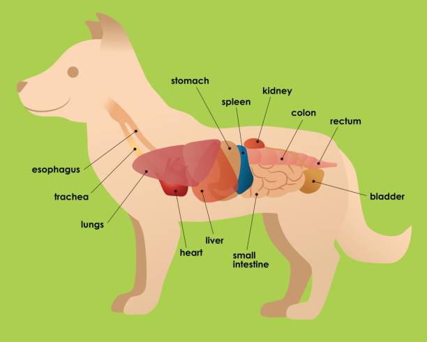dog's organ anatomy diagram, vector illustration dog's organ anatomy diagram, vector illustration dog liver stock illustrations