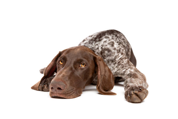 German Short haired Pointer puppy German Short haired Pointer puppy in front of a white background dog liver stock pictures, royalty-free photos & images