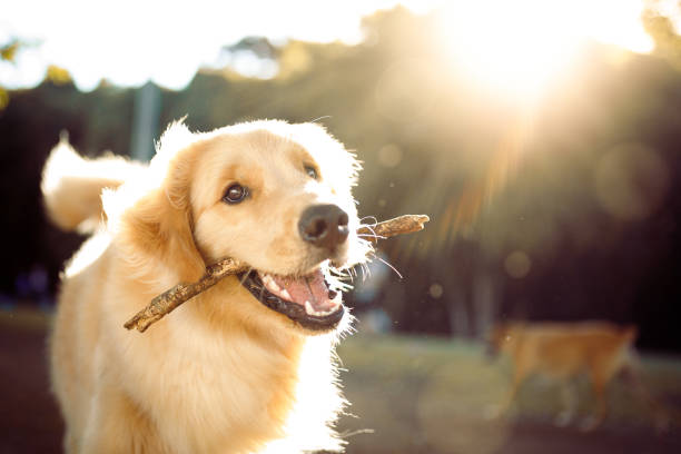 Cute happy dog playing with a stick Dog playing in the park. dog sun stock pictures, royalty-free photos & images