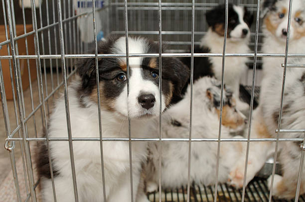 Desperate Cuteness sad puppy stares at you through cage pet store dog stock pictures, royalty-free photos & images