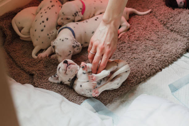 Dalmatian Puppy Enjoying Tickles Dalmatian puppies are lying in their pet bed. one of the puppies is on his back as his owner is rubbing his belly. breeder dog stock pictures, royalty-free photos & images