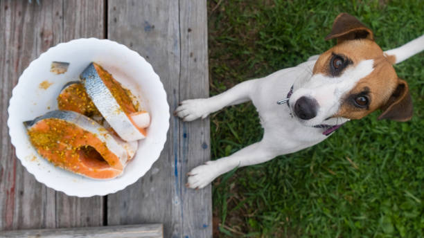 Top view of a jack russell terrier dog next to a plate of raw red fish steaks marinated in spices outdoors Top view of a jack russell terrier dog next to a plate of raw red fish steaks marinated in spices outdoors. dog salmon stock pictures, royalty-free photos & images