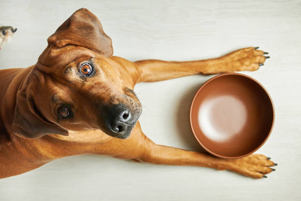 Hungry brown dog with empty bowl waiting for feeding Hungry brown dog with empty bowl waiting for feeding, looking at camera, top view dog eating stock pictures, royalty-free photos & images