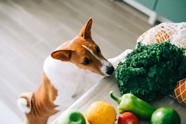 Curious Basenji dog puppy climbs on the table with fresh vegetables at home in the kitchen. Curious Basenji dog puppy climbs on the table with fresh vegetables at home in the kitchen. dog fruit and vegetables stock pictures, royalty-free photos & images