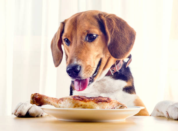 Beagle dog looking to roasted chicken leg Beagle dog looking to roasted chicken leg on white plate. dog chicken stock pictures, royalty-free photos & images