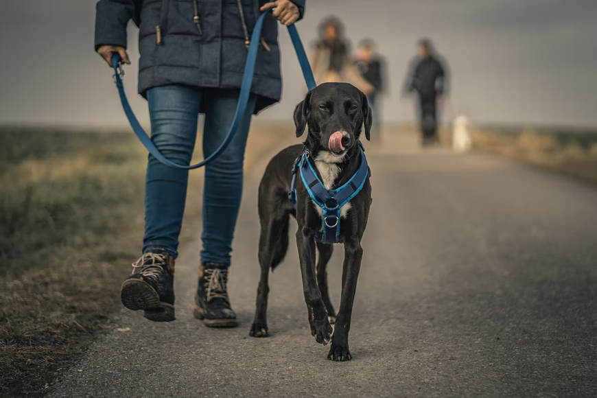 Black dog on blue leash held by person, on a road outside.
