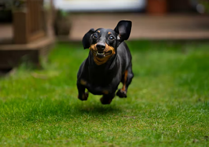 Dachshund running on grass while smiling 