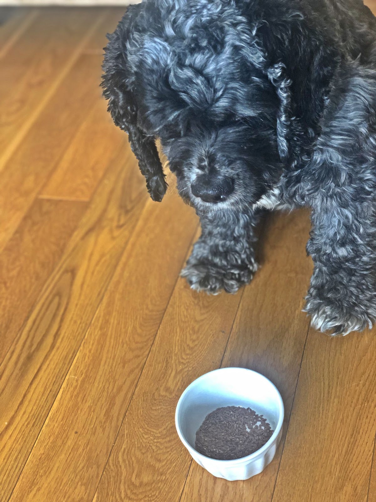 Black Cocker Spaniel looking at bowl of seeds sitting in a ceramic bowl