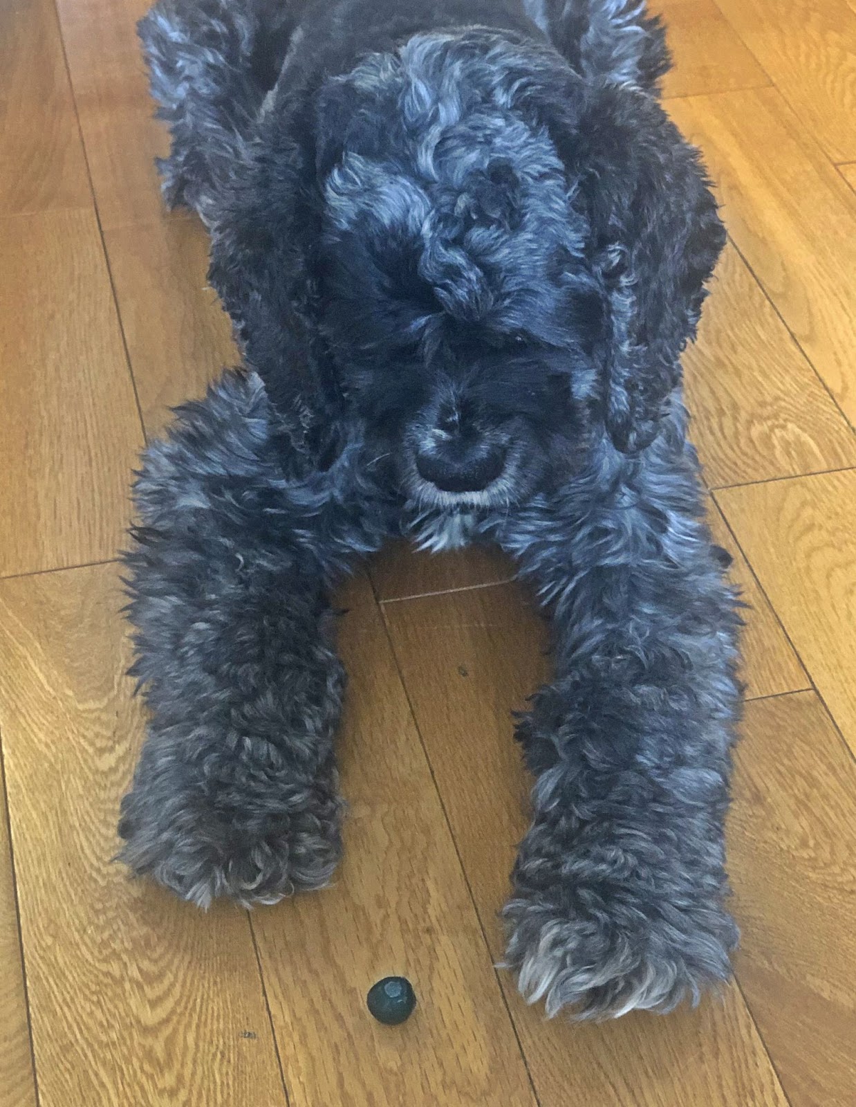 Black Cocker Spaniel looking at single blueberry sitting on the floor