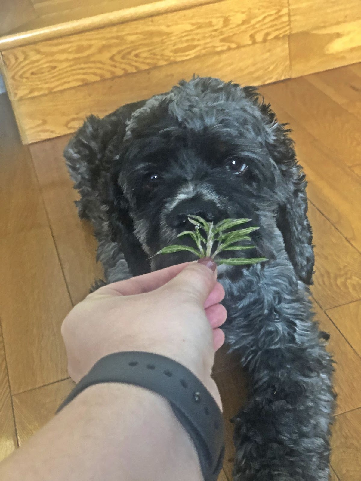 Black Cocker Spaniel sniffing rosemary