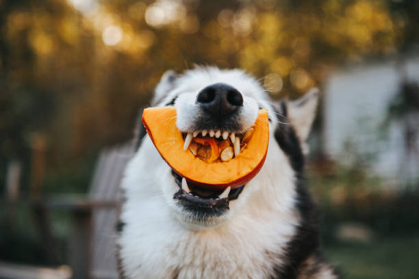 Husky chewing on butternut squash
