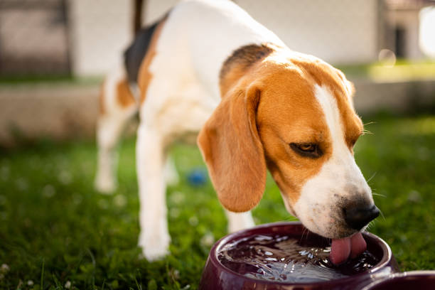 Beagle drinking water outside from bowl in the sun