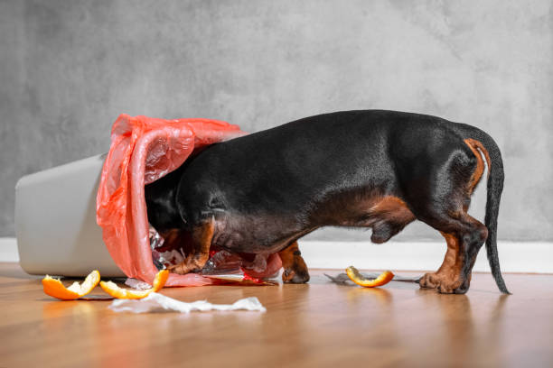 Black and tan Dachshund digging through trash