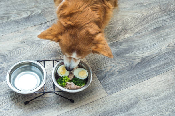 Corgi eating rom silver bowl filled with raw food