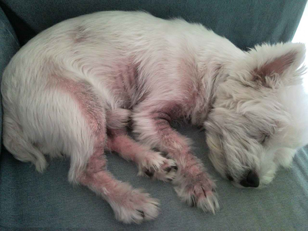 White dog with hair loss, laying on a pillow looking lethargic 