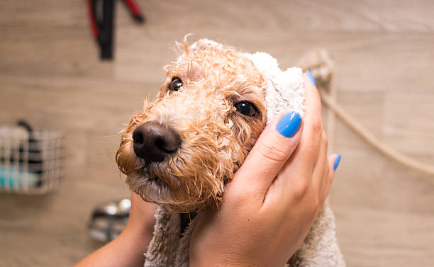 Golden Doodle being dried off by human after bath