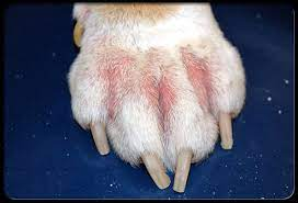 Dog paw with missing hair and skin irritation