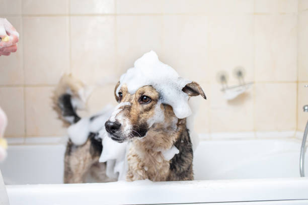 Dog having a bath covered with bubbles and soap suds 