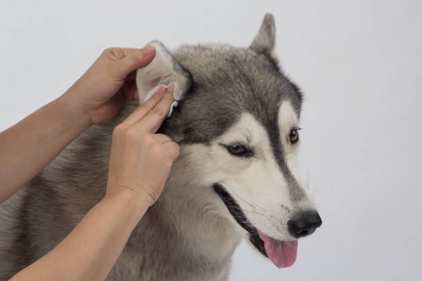 Husky getting ears cleaned by human